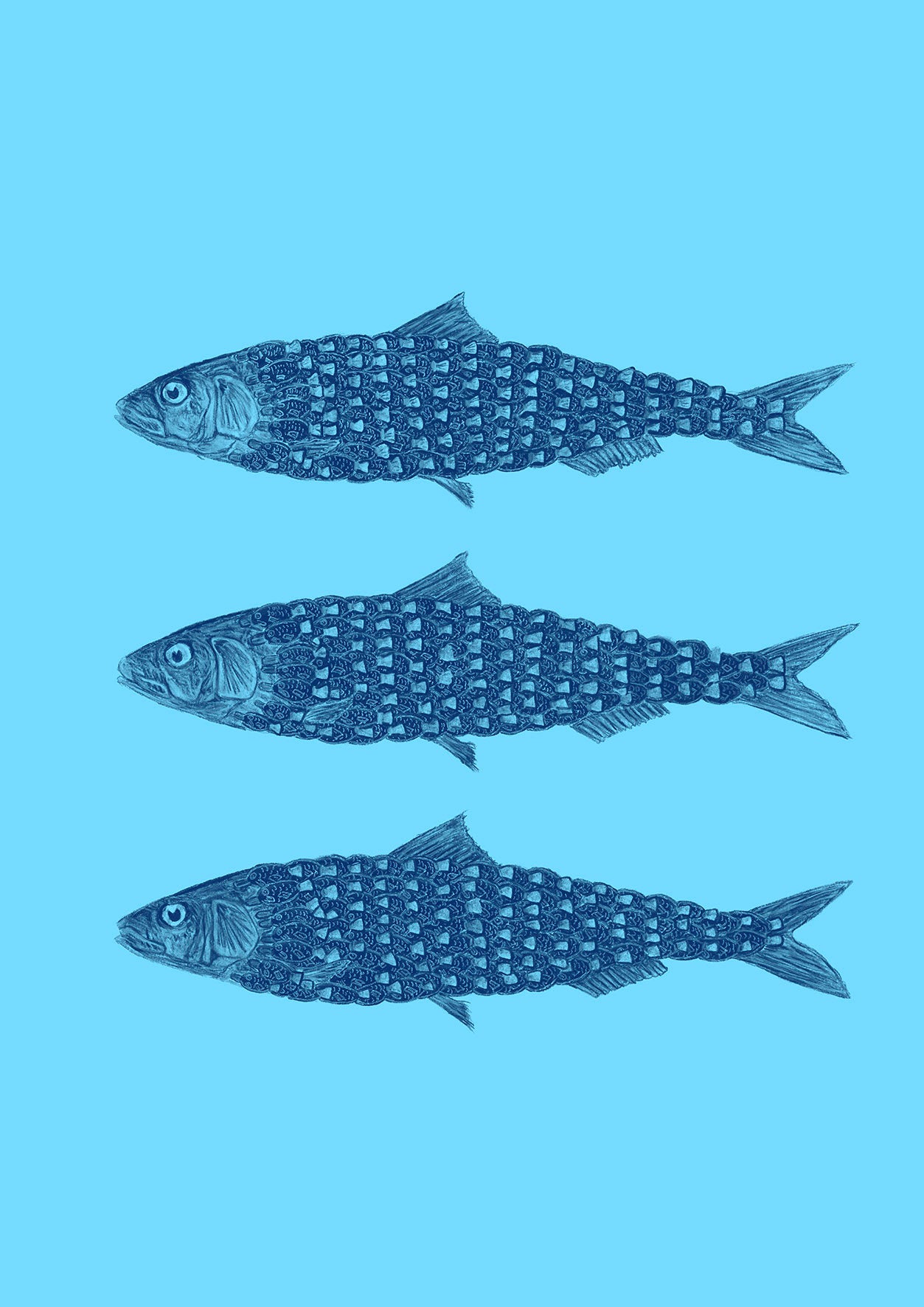 Sardine Soy NO.1 - Limited Edition